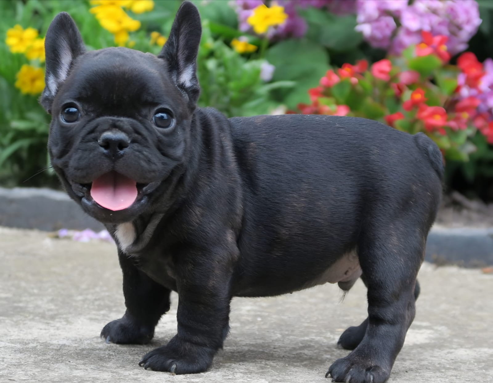 Black French Bulldog: A Stylish Pup with Big Personality