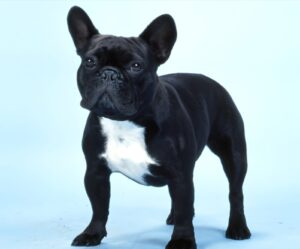 Black French Bulldog: A Stylish Pup with Big Personality