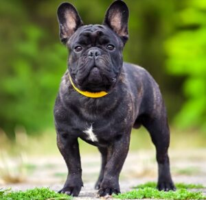 Black French Bulldog: A Stylish Pup with Big Personality