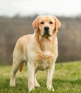 10 Common Health Problems in English Labradors (And How to Spot Them Early