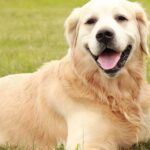 10 Common Health Problems in English Labradors (And How to Spot Them Early