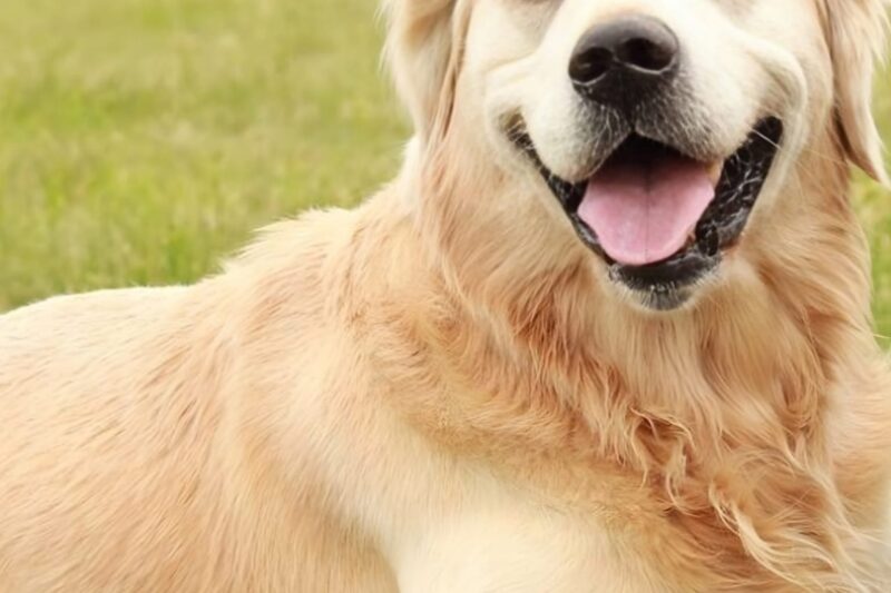 10 Common Health Problems in English Labradors (And How to Spot Them Early)