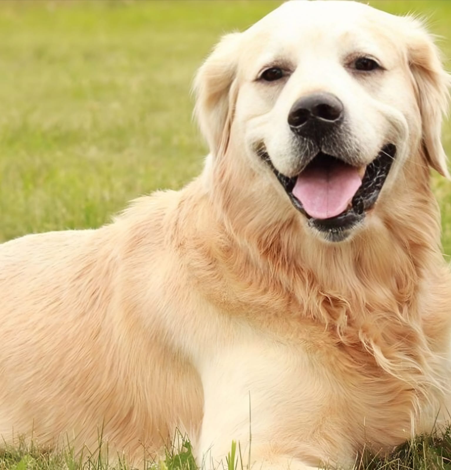 10 Common Health Problems in English Labradors (And How to Spot Them Early