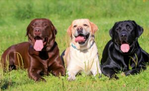 10 Common Health Problems in English Labradors (And How to Spot Them Early