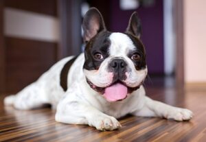 10 Common Health Problems in French Bulldogs (and How to Spot Them)