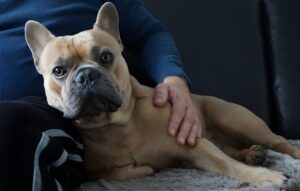 10 Common Health Problems in French Bulldogs (and How to Spot Them)