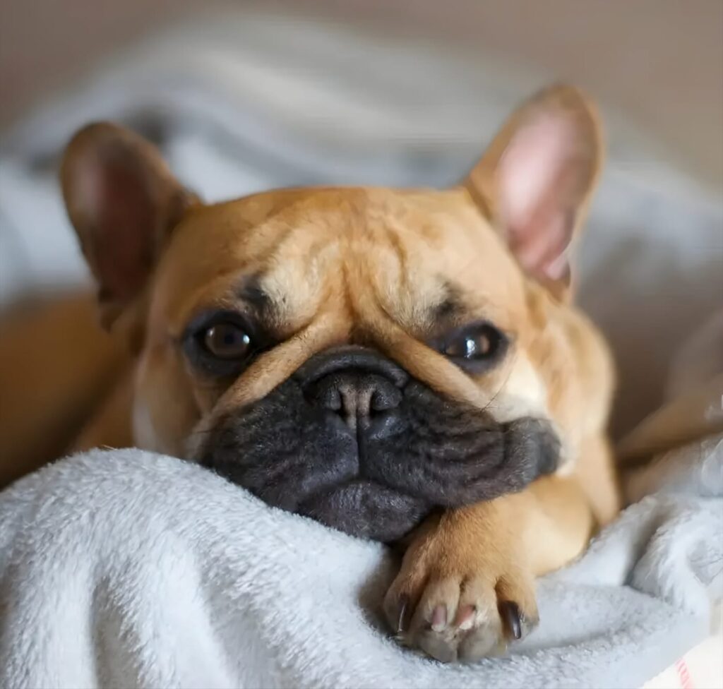 10 Common Health Problems in French Bulldogs (and How to Spot Them)