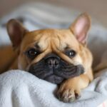 10 Common Health Problems in French Bulldogs (and How to Spot Them)