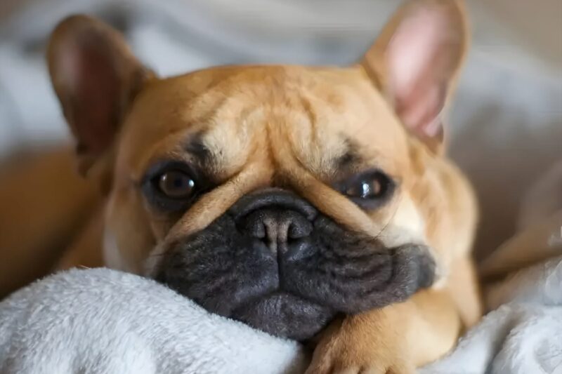 10 Common Health Problems in French Bulldogs (and How to Spot Them)