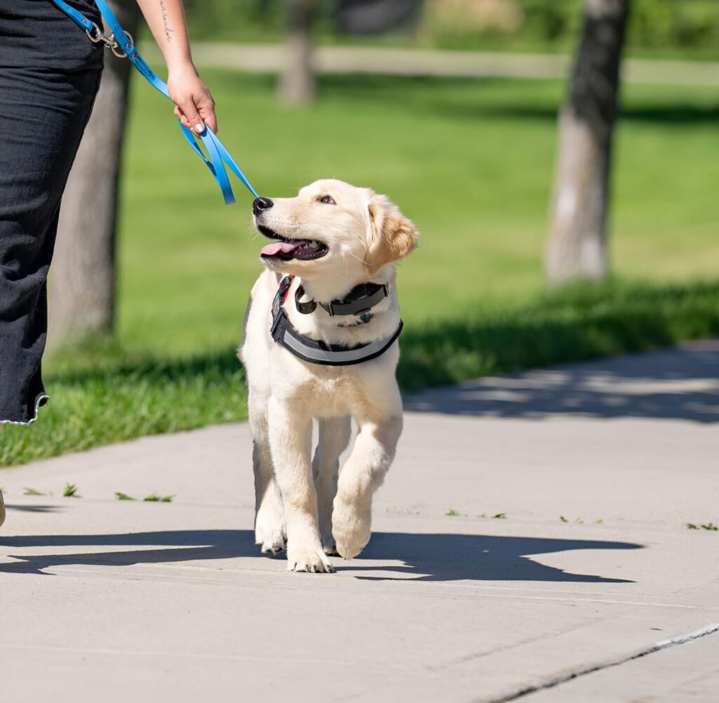 How to Teach Your Labrador Obedience Commands That Stick