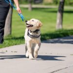 How to Teach Your Labrador Obedience Commands That Stick