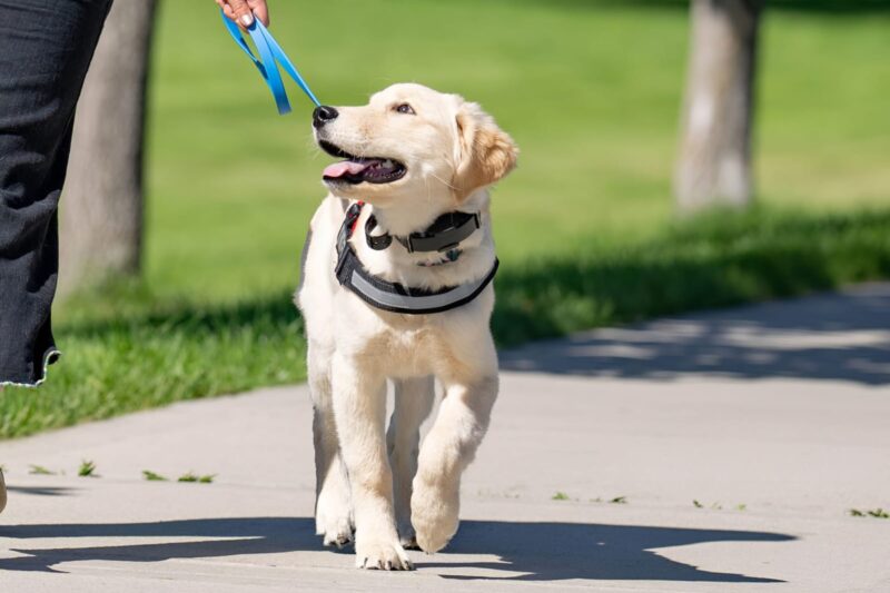 How to Teach Your Labrador Obedience Commands That Stick