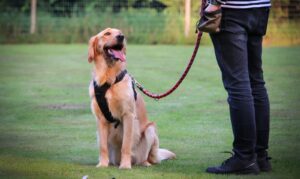 How to Teach Your Labrador Obedience Commands That Stick