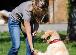 How to Teach Your Labrador Obedience Commands That Stick