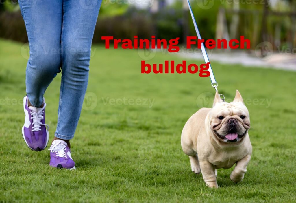 The 10 Best Commands to Train French Bulldogs | thepetsinworld
