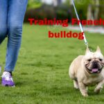 The 10 Best Commands to Train French Bulldogs | thepetsinworld