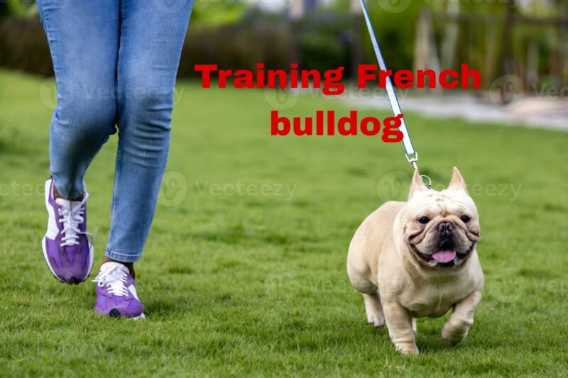 The 10 Best Commands to Train French Bulldogs | thepetsinworld