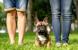 The 10 Best Commands to Train French Bulldogs | thepetsinworld
