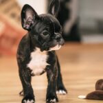 Where to Adopt Affordable French Bulldog Puppies in the United States
