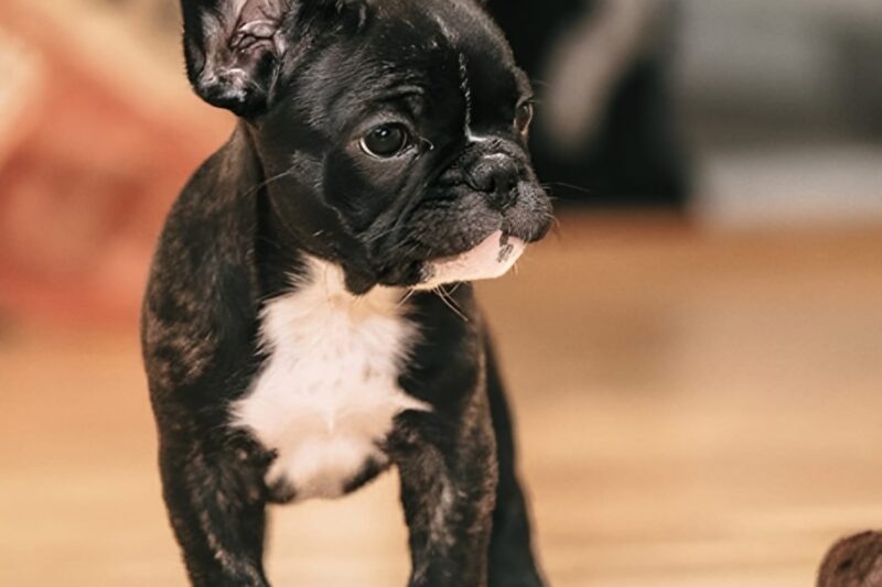 Where to Adopt Affordable French Bulldog Puppies in the United States
