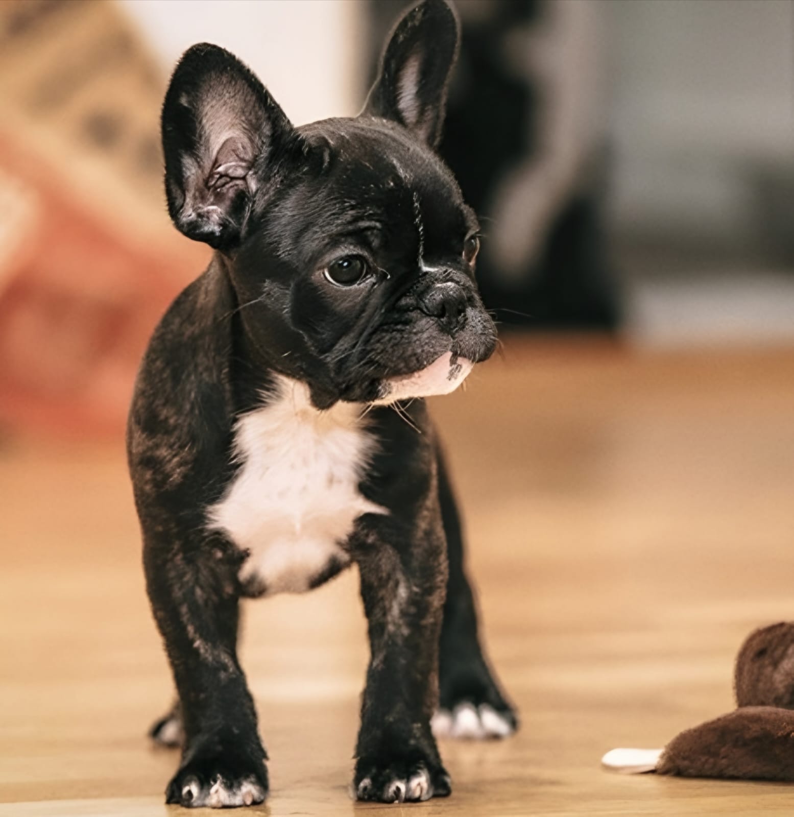 Where to Adopt Affordable French Bulldog Puppies in the United States