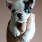 Where to Adopt Affordable French Bulldog Puppies in the United States