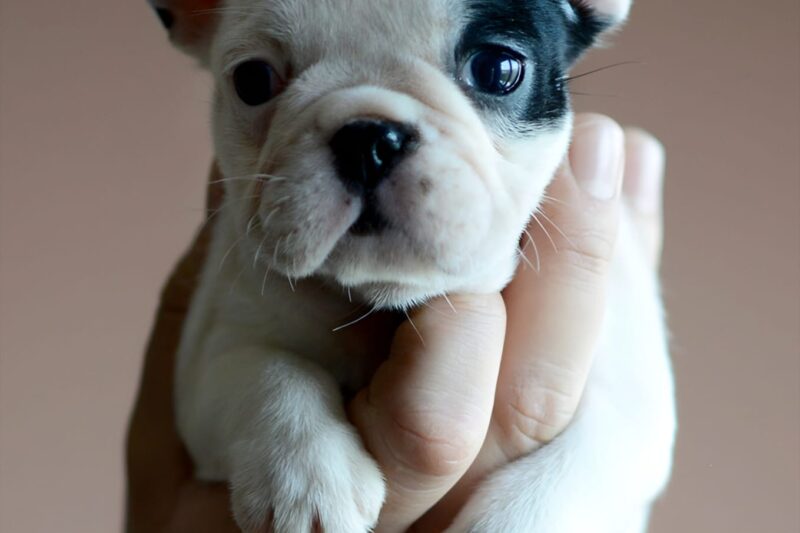 How to Choose a Healthy French Bulldog Puppy: The Ultimate Guide