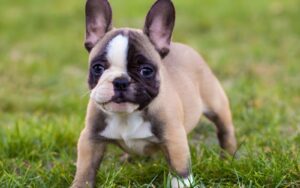 How to Choose a Healthy French Bulldog Puppy