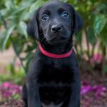 How to Train an American Labrador Retriever Puppy: A Beginner’s Guide