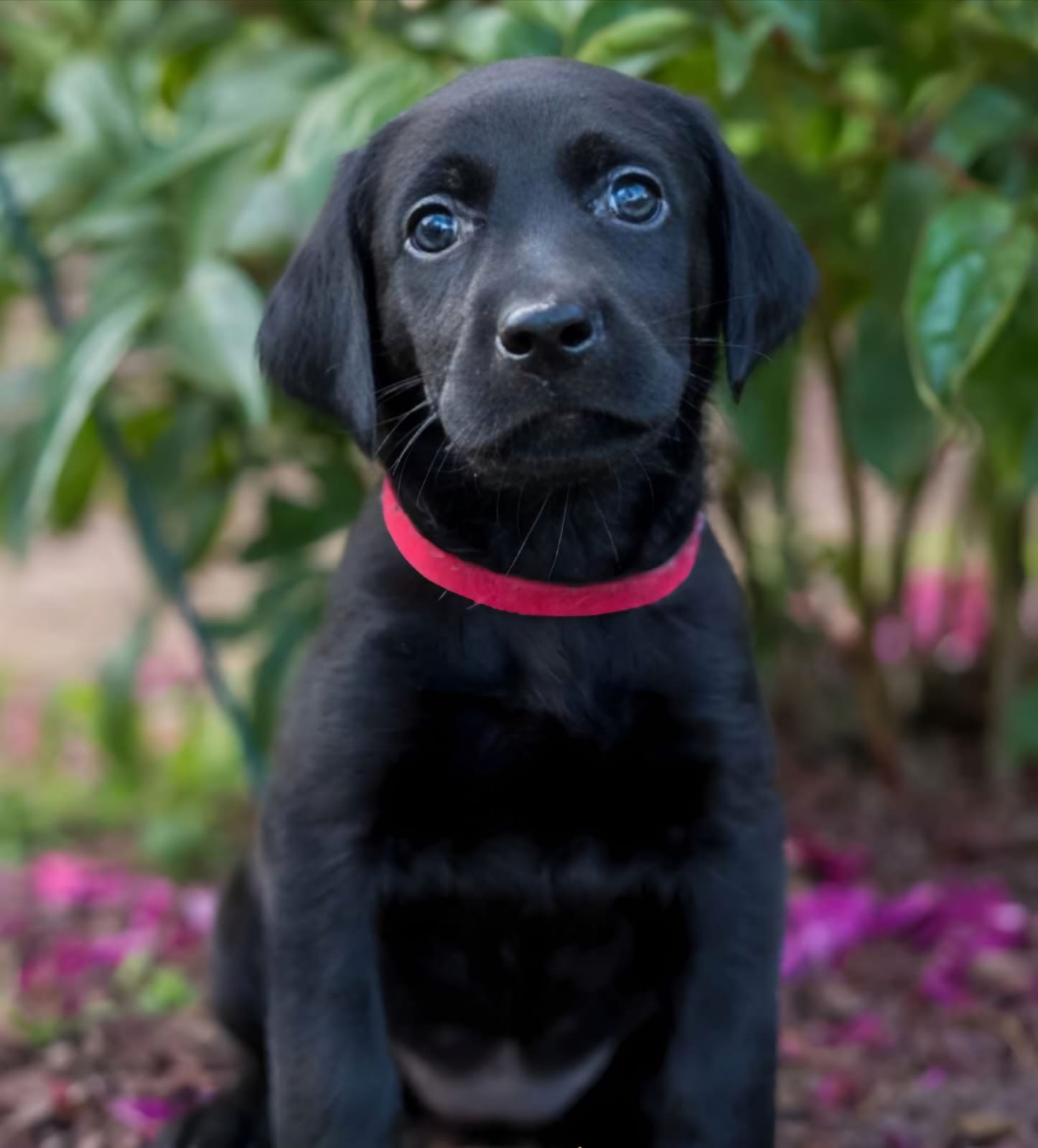 How to Train an American Labrador Retriever Puppy: A Beginner’s Guide