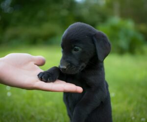 How to Train an American Labrador Retriever Puppy: A Beginner’s Guide