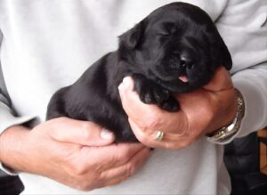 How to Train an American Labrador Retriever Puppy: A Beginner’s Guide