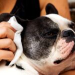 How to Treat Allergies in French Bulldogs: A Complete Guide