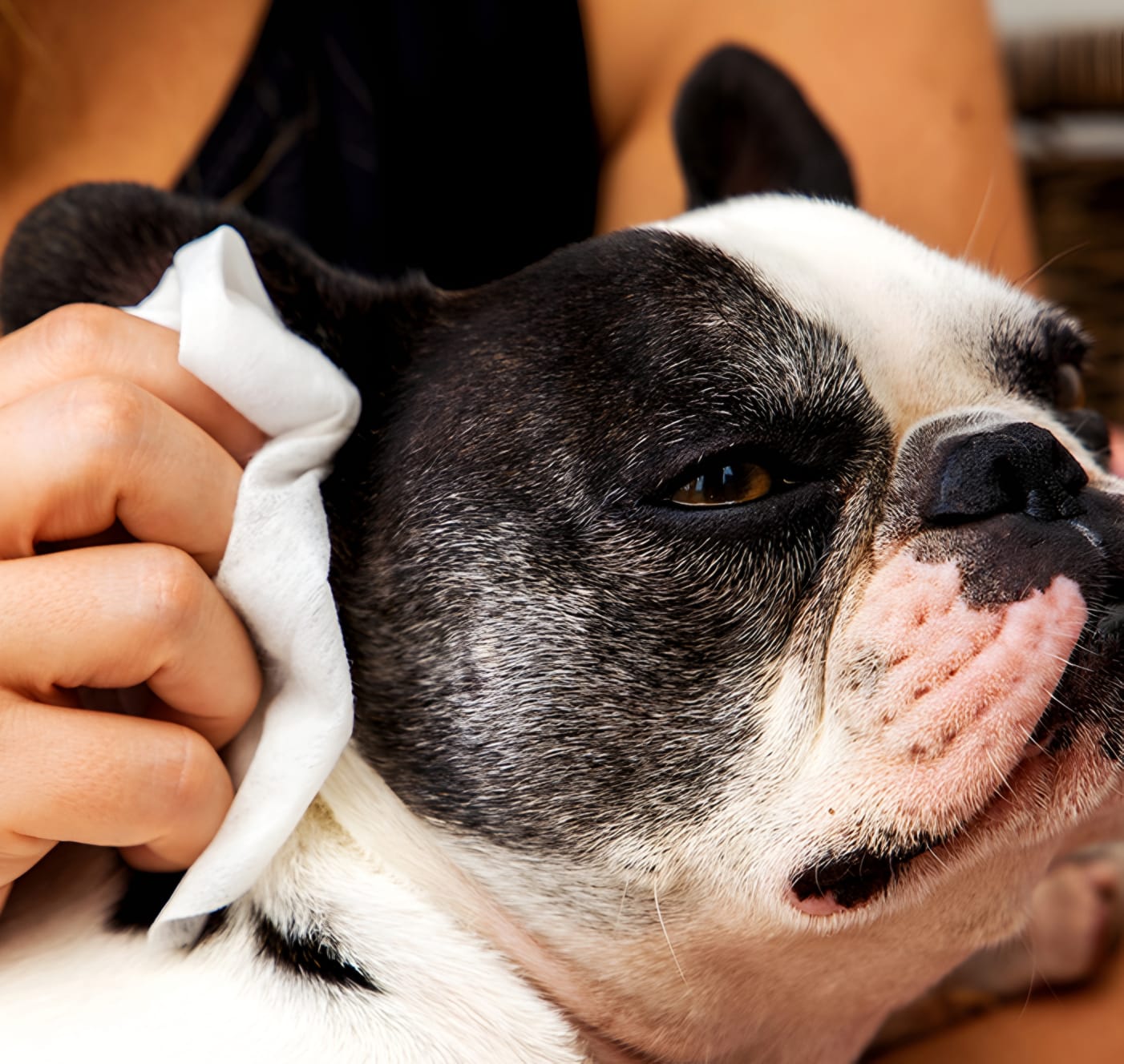 How to Treat Allergies in French Bulldogs: A Complete Guide