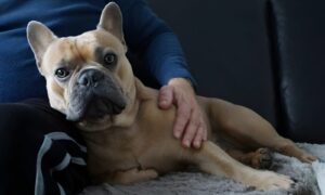 How to Treat Allergies in French Bulldogs: A Complete Guide