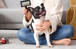 How to Treat Allergies in French Bulldogs: A Complete Guide