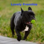 The Best Type of French Bulldog for Families: Temperament, Size & Care Tips