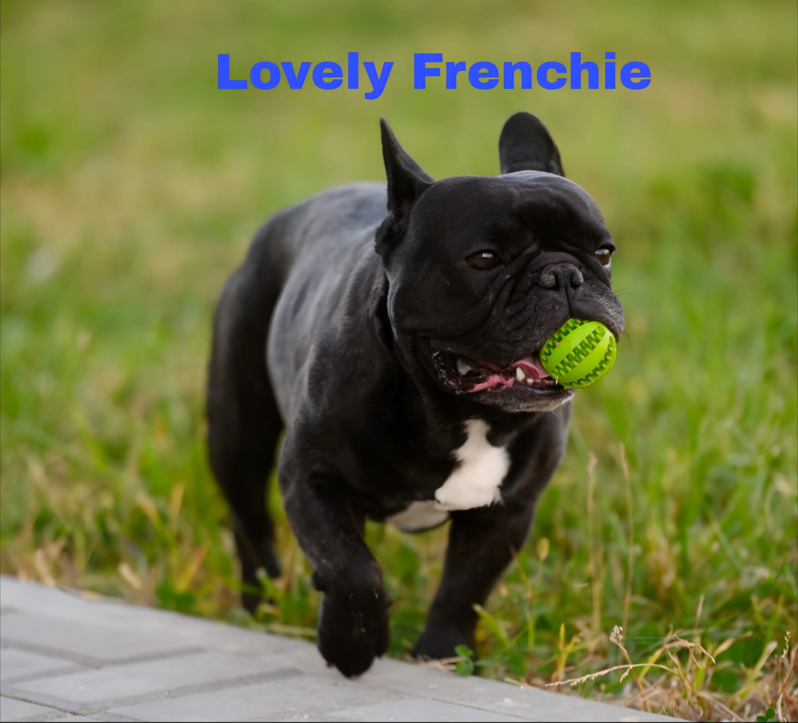 The Best Type of French Bulldog for Families: Temperament, Size & Care Tips
