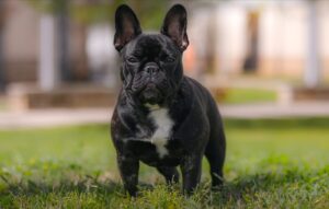 The Best Type of French Bulldog for Families: Temperament, Size & Care Tips