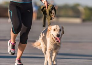 How to Obtain Pet Insurance for Dogs