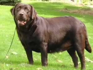 Labrador Progressive Retinal Atrophy Genetic Testing