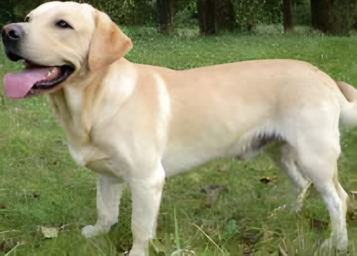 Labrador Progressive Retinal Atrophy Genetic Testing