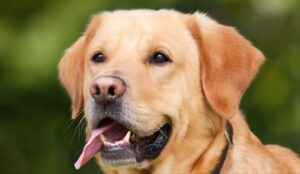 Labrador Progressive Retinal Atrophy Genetic Testing