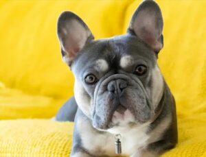French Bulldogs, or "Frenchies" as they’re affectionately referred to as, are among the many hottest companion