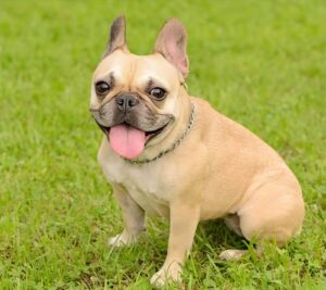 French Bulldog Skin Fold Dermatitis Home Remedies: A Complete Guide