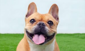 French Bulldog Grooming: A Complete Guide for a Happy, Healthy Pup