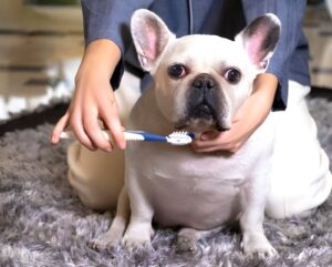 Best Brushes for French Bulldogs: Top Picks for 2025