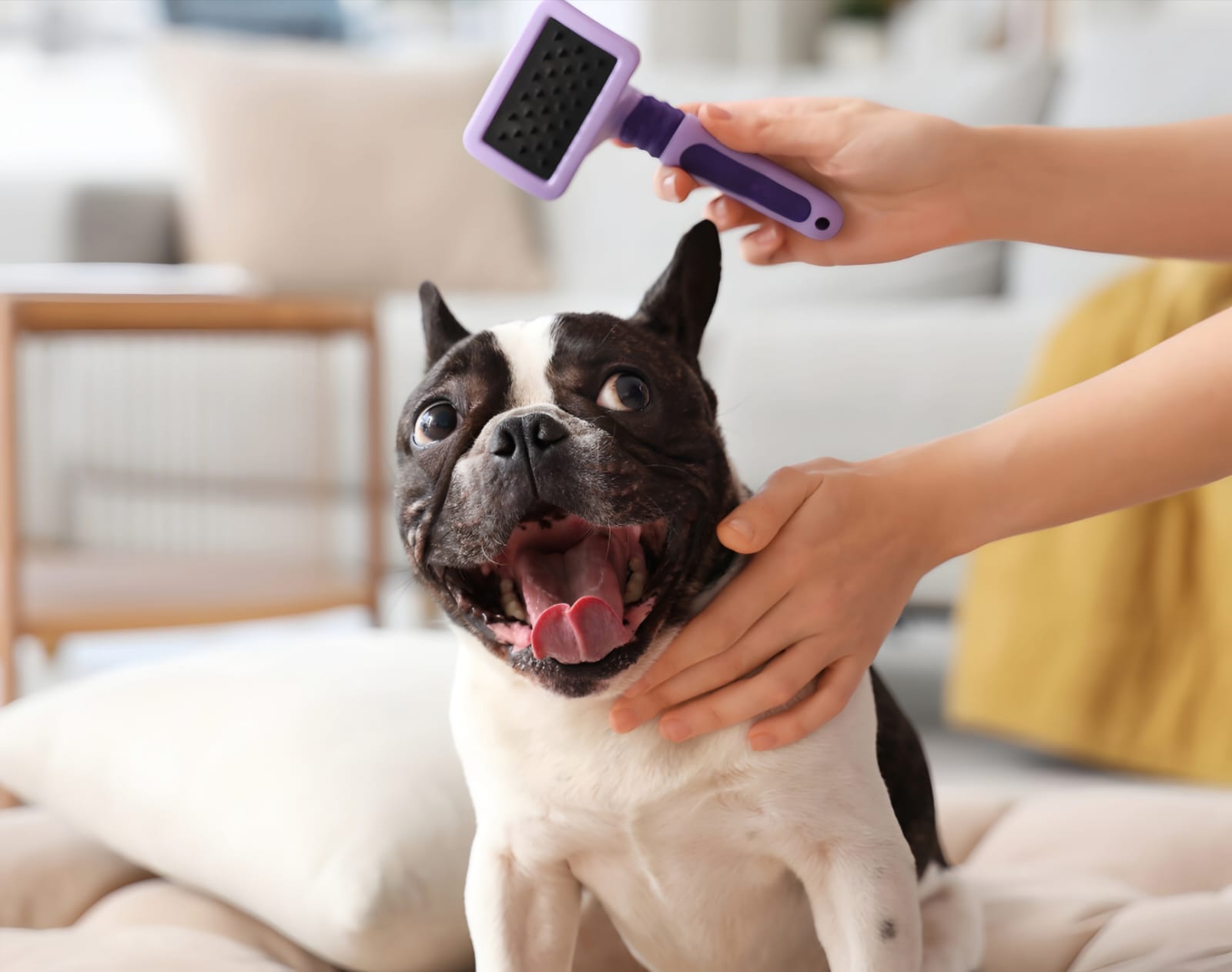 Best Brushes for French Bulldogs: Top Picks for 2025