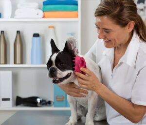 Best Brushes for French Bulldogs: Top Picks for 2025