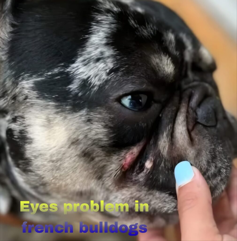 What are the Causes of Eye Infections in French Bulldogs?